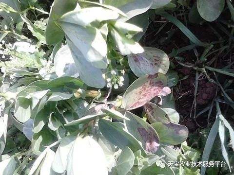 斗鱼tv阿怡直播代打证据曝光电竞方舟子再现江湖！_蚕豆网新闻的简单介绍