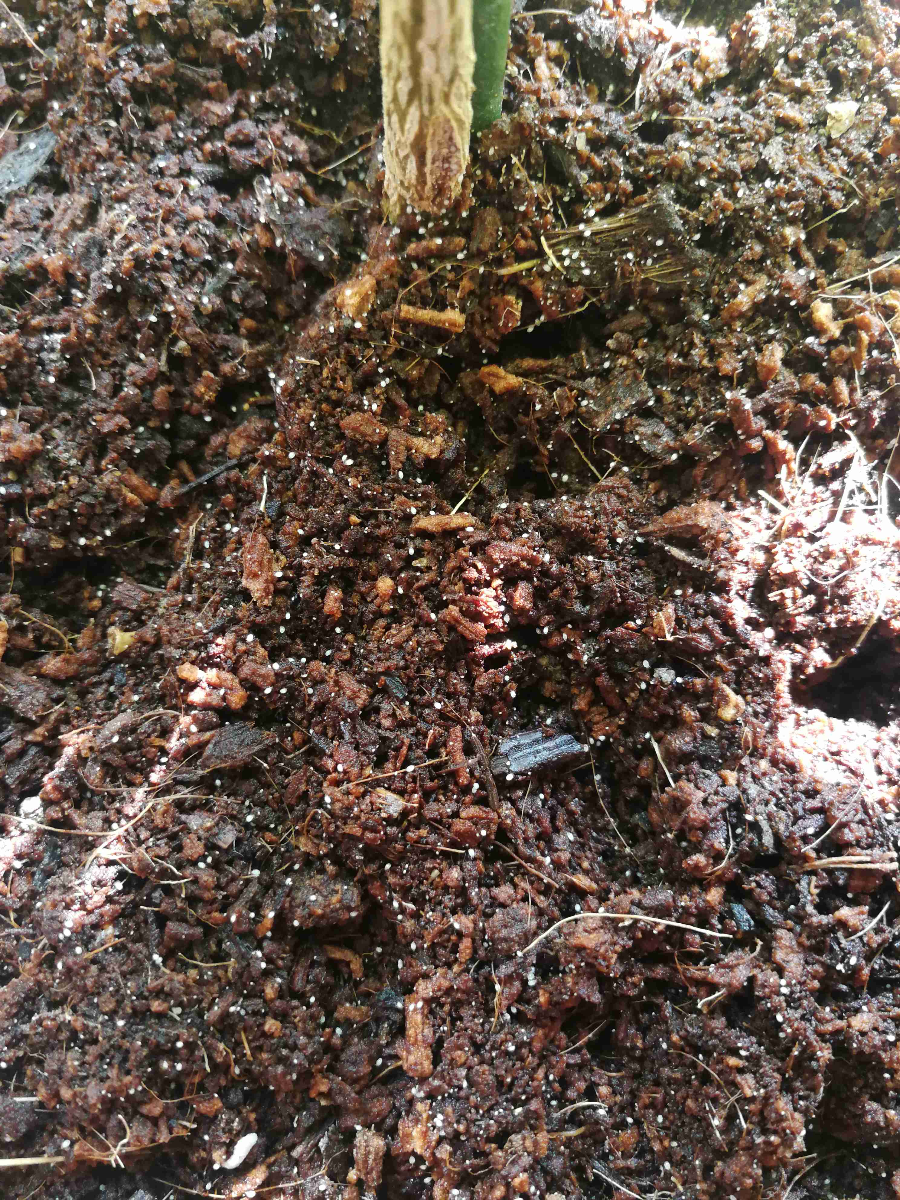 qq空间每天免费领赞网站（每天免费领空间赞的网址）