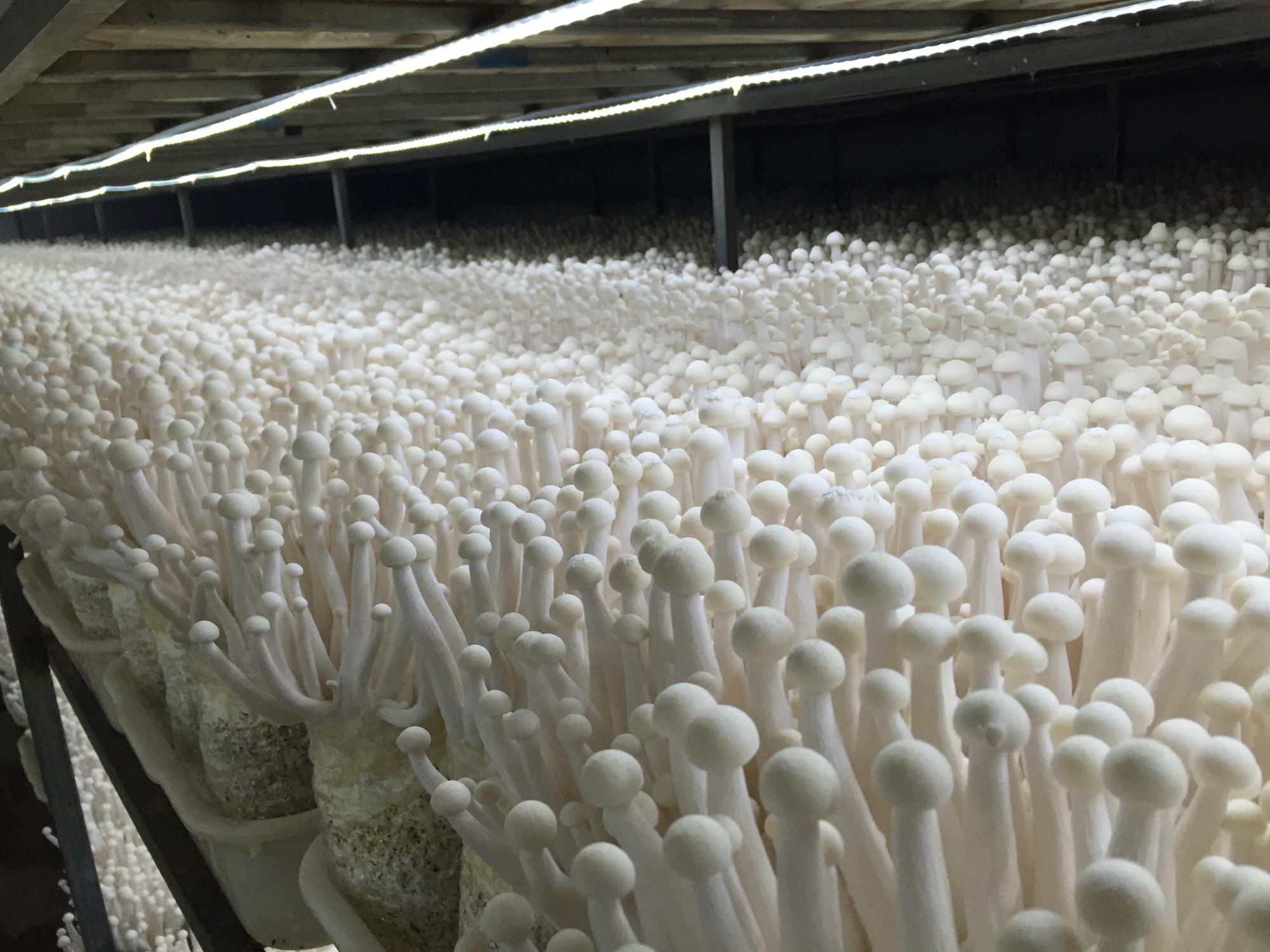 蘑菇业务网（蘑菇业务网站）