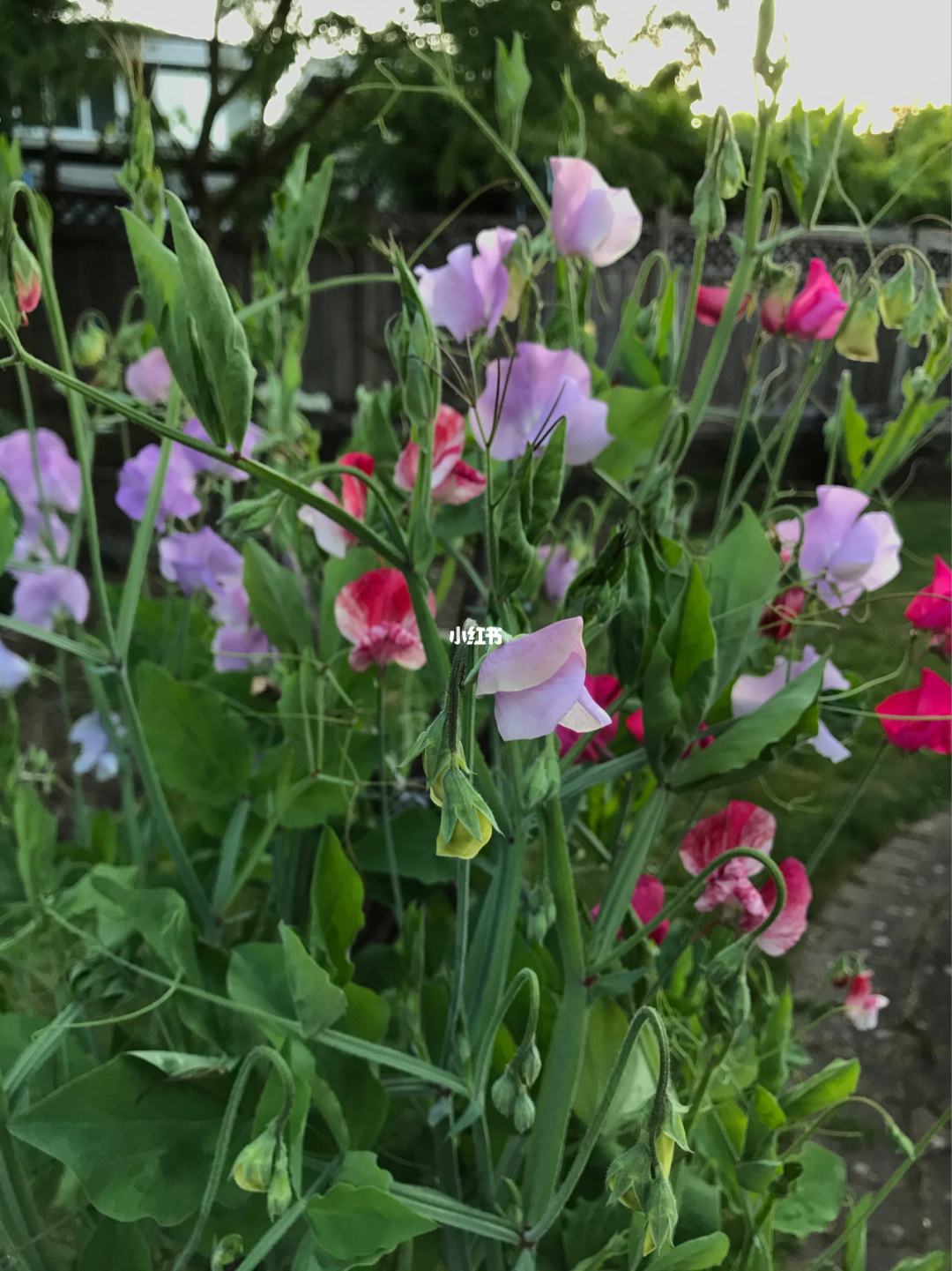 夏花代网刷（夏花是什么app）