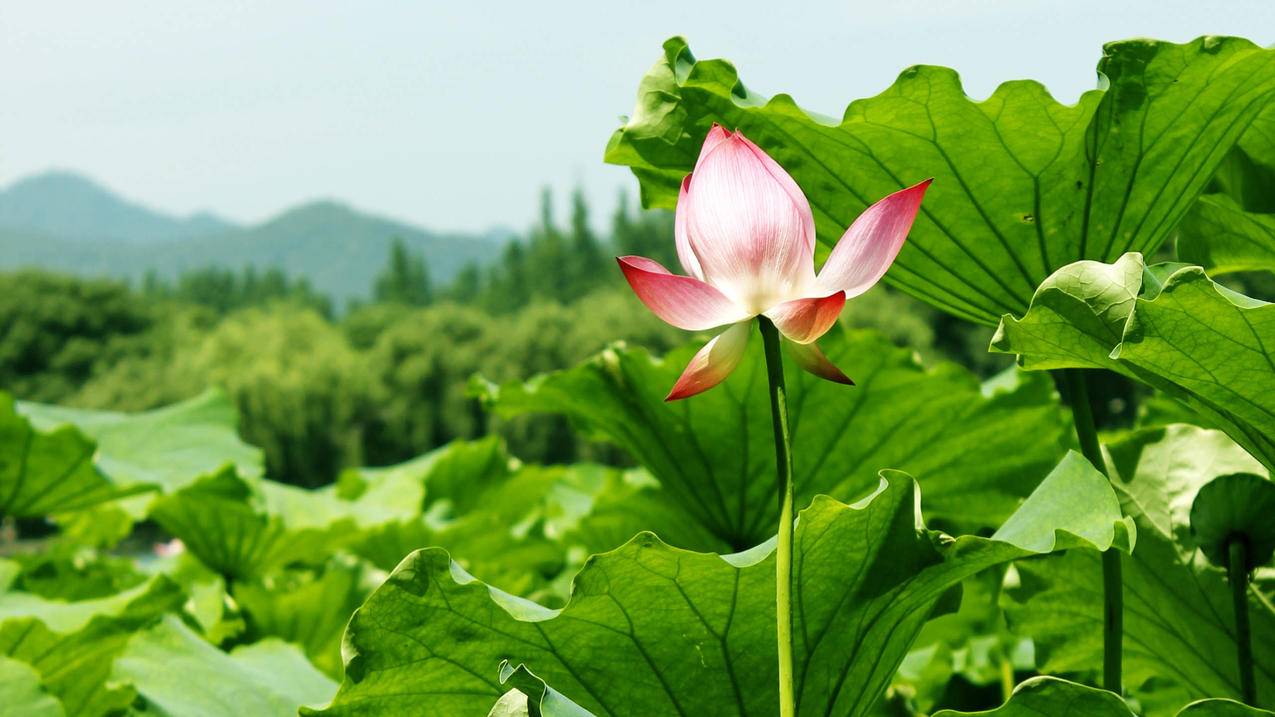 爱娟抖音刷赞小助手的简单介绍