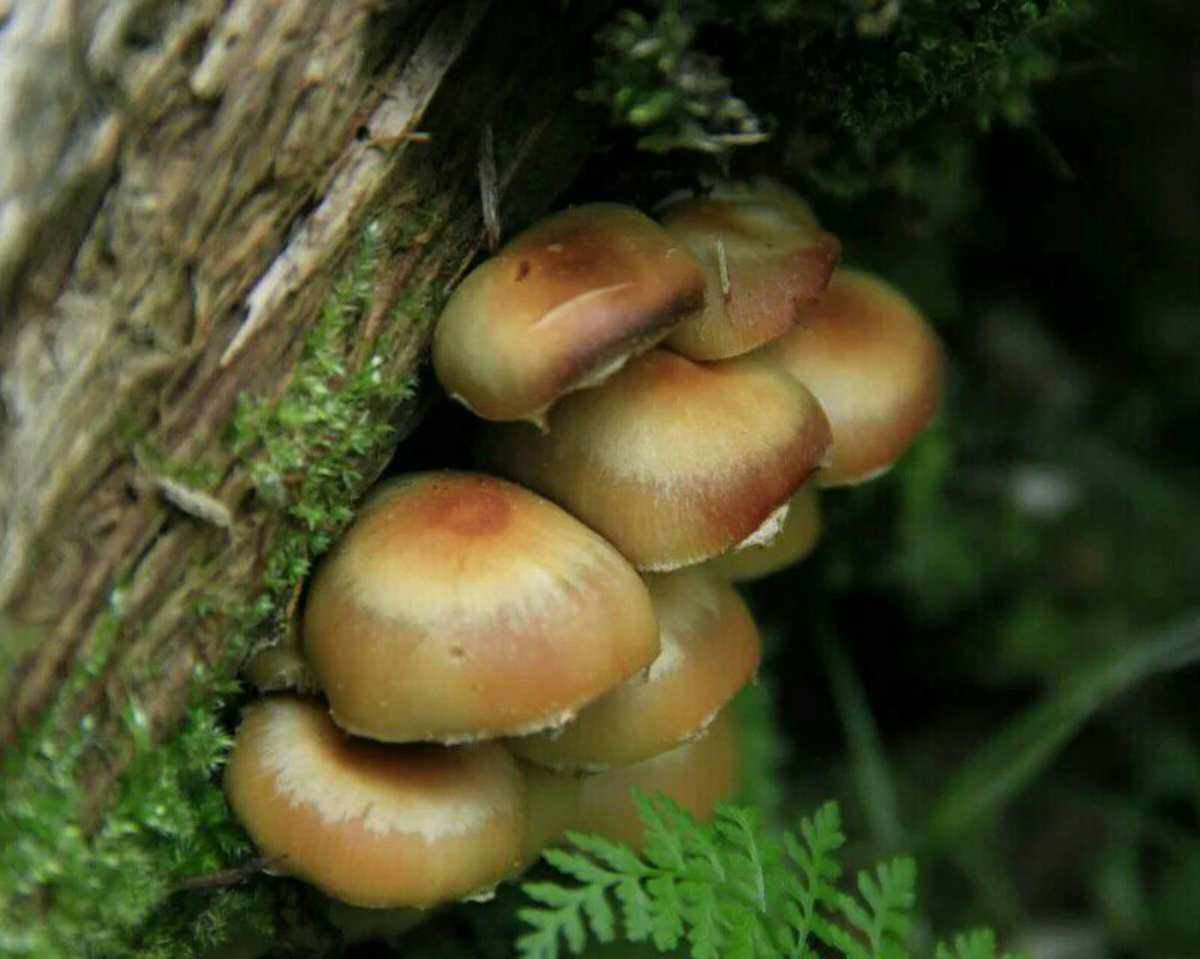 蘑菇代刷网_蘑菇丁代签软件