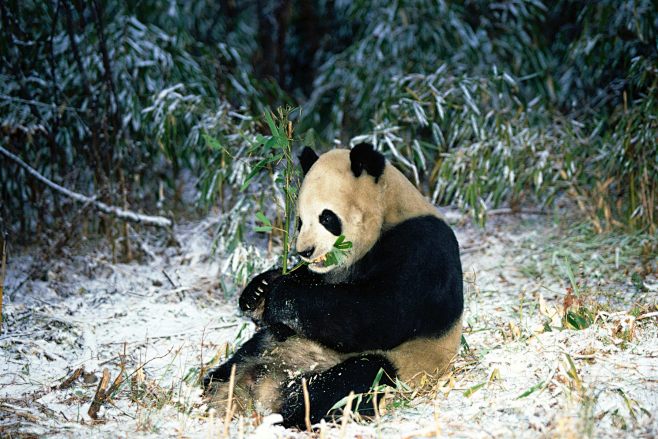 熊猫代刷网_24小时自助下单全网最低价