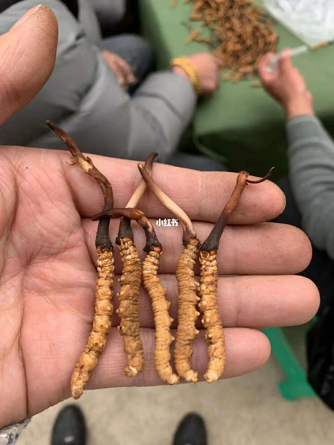 夏别代刷_夏别代网刷快手下载
